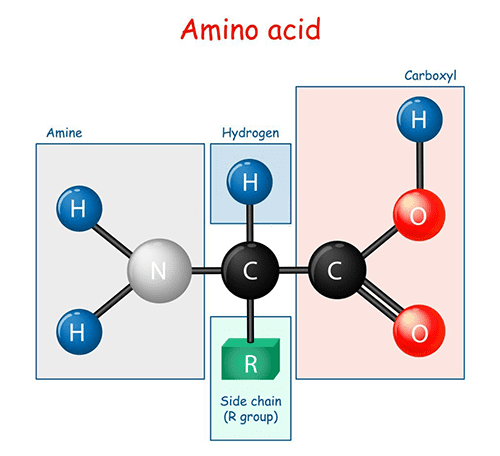 Kandungan Amino Acid